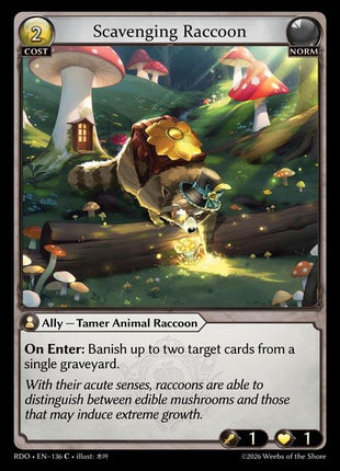 Scavenging Raccoon